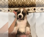 Small Photo #3 Beagle-Siberian Husky Mix Puppy For Sale in SULPHUR, LA, USA