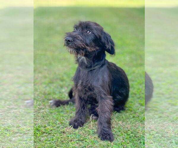 Medium Photo #3 Mutt Puppy For Sale in PIPE CREEK, TX, USA