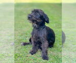 Small #2 Mutt