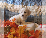 Small Photo #4 Coton de Tulear Puppy For Sale in W FIELD, NC, USA