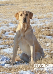 Father of the Labrador Retriever puppies born on 04/04/2018