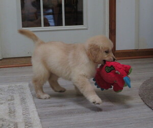 Golden Retriever Puppy for Sale in MECHANICSVILLE, Maryland USA