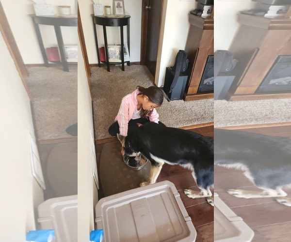 Medium Photo #8 German Shepherd Dog Puppy For Sale in Roseville, MN, USA