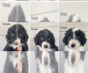 F2 Aussiedoodle Puppy for sale in LINDEN, CA, USA