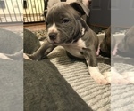 Small Photo #21 American Bully Puppy For Sale in NIXA, MO, USA