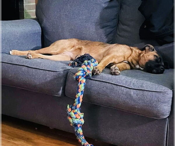 Medium Photo #8 Mutt Puppy For Sale in Germantown, OH, USA