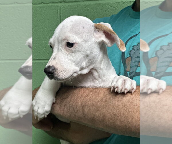 Medium Photo #3 Mutt Puppy For Sale in Elmsford, NY, USA