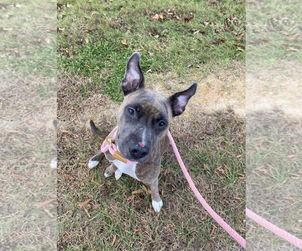 Medium Photo #2 American Staffordshire Terrier-Eurasier Mix Puppy For Sale in Front Royal, VA, USA