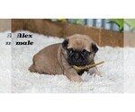 Small #7 Pug