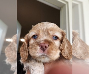 Cocker Spaniel Puppy for Sale in YOUNGSVILLE, Louisiana USA