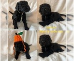 Small #20 Goldendoodle