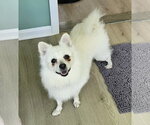 Small American Eskimo Dog