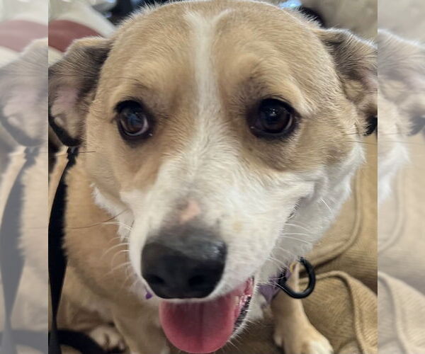 Medium Photo #2 Chihuahua-Unknown Mix Puppy For Sale in Mundelein, IL, USA