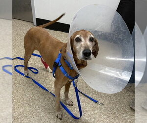 Redbone Coonhound Dogs for adoption in Boston, MA, USA