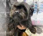 Small Affenpinscher