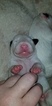 Small Photo #28 Bull Terrier Puppy For Sale in JACKSON, MI, USA