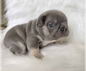 French Bulldog Puppy for sale in ROANOKE RAPIDS, NC, USA