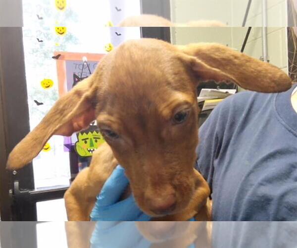 Medium Photo #1 Redbone Coonhound-Unknown Mix Puppy For Sale in Tulsa, OK, USA