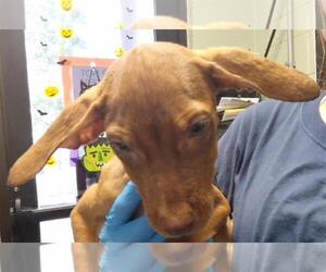 Redbone Coonhound-Unknown Mix Dogs for adoption in Tulsa, OK, USA