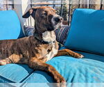 Small #5 American Pit Bull Terrier Mix