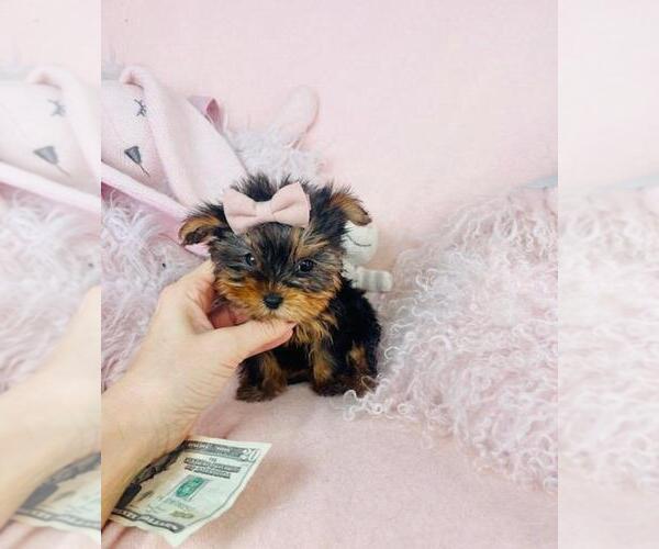 Medium Photo #1 Yorkshire Terrier Puppy For Sale in PEMBROKE PINES, FL, USA