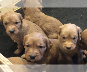 Golden Retriever Puppy for sale in LOS ALAMOS, NM, USA