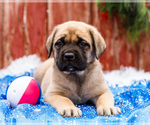 Small #26 Mastiff