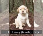 Small Photo #1 Labrador Retriever Puppy For Sale in PRESCOTT, OR, USA