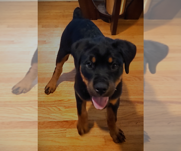 Medium Photo #1 Rottweiler Puppy For Sale in HEMINGWAY, SC, USA