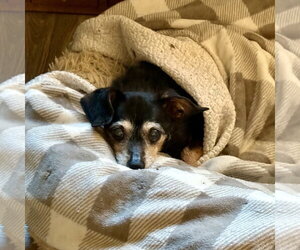 Isadora - Female Chihuahua-Unknown Mix Dog for Adoption - Photo #14