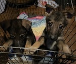 Puppy Tube sock Australian Cattle Dog-German Shepherd Dog Mix