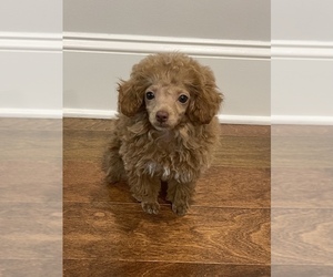 Poodle (Toy) Puppy for sale in FLOWERY BR, GA, USA