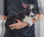 Small #1 Mutt