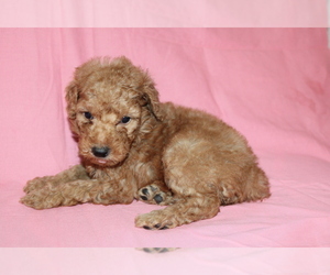 Goldendoodle (Miniature) Puppy for sale in BLMGTN, IN, USA