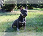 Small #4 French Bulldog