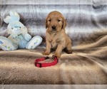 Small #18 Golden Retriever