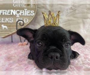 French Bulldog Puppy for sale in SPRINGFIELD, OH, USA