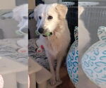 Small #17 Great Pyrenees
