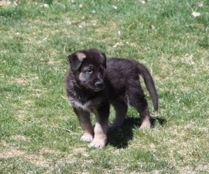 Anatolian Shepherd-German Shepherd Dog Mix Puppy for sale in CO SPGS, CO, USA