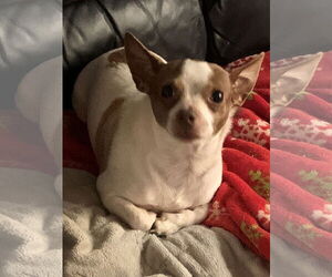 Princess - Female Chihuahua Dog for Adoption - Photo #2