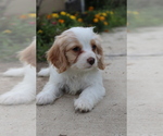 Small #2 Cavapoo