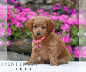 Golden Retriever-ShihPoo Mix Puppy for sale in GAP, PA, USA