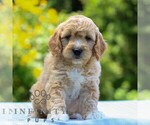 Small #3 Goldendoodle (Miniature)