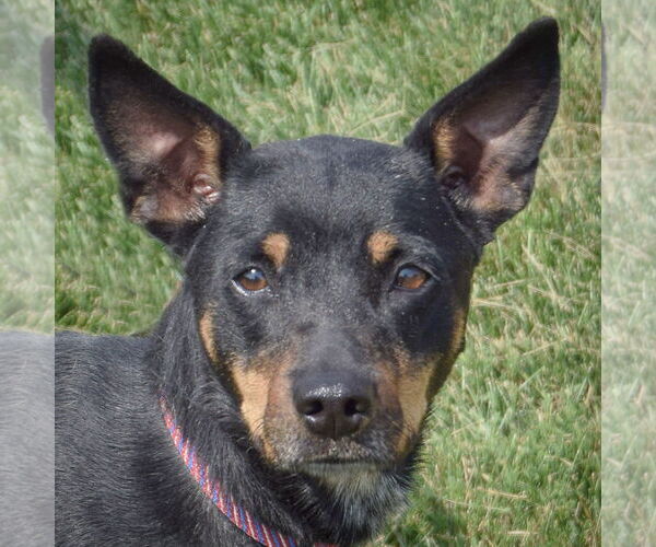 Medium Photo #5 Mutt Puppy For Sale in Huntley, IL, USA