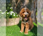 Small #3 Goldendoodle (Miniature)