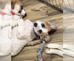 Small #1 Great Pyrenees Mix