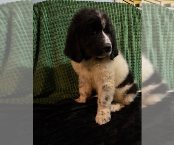 Medium Photo #6 Newfoundland Puppy For Sale in AURORA, IN, USA