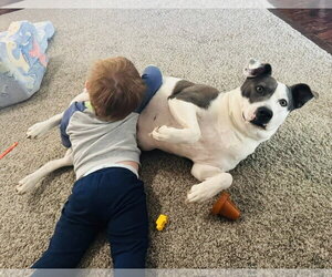 American Pit Bull Terrier-Unknown Mix Dogs for adoption in Germantown, OH, USA