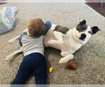Small American Pit Bull Terrier Mix