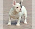 Small Photo #3 French Bulldog Puppy For Sale in NEEDHAM, MA, USA